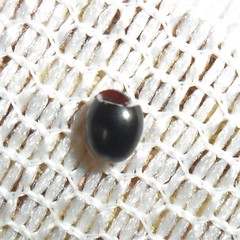 Pseudolynchia canariensis