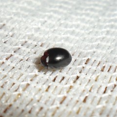 Pseudolynchia canariensis