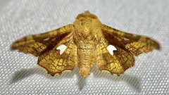 Dysodia granulata