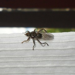 Pseudolynchia canariensis