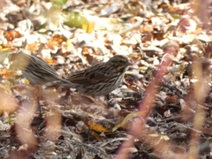 Passerculus sandwichensis