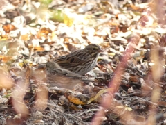 Passerculus sandwichensis