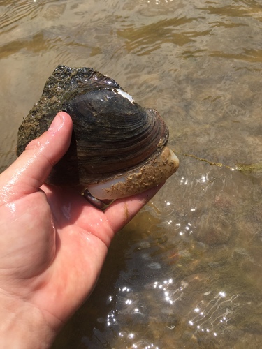 Potamilus alatus
