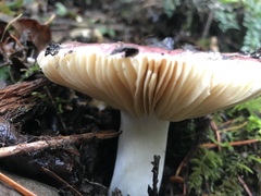 Russula murrillii