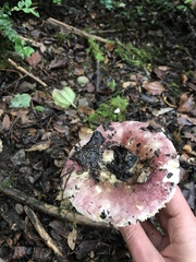 Russula murrillii