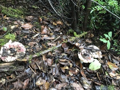 Russula murrillii