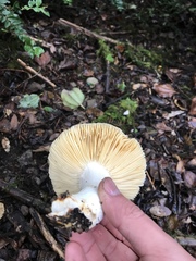 Russula murrillii