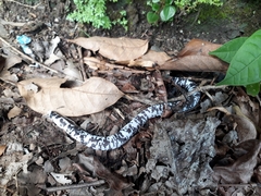 Amphisbaena fuliginosa