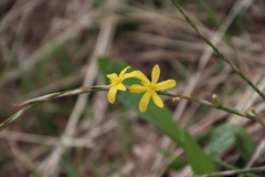 Hexaglottis