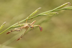Paramantispa prolixa