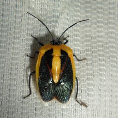 Arocera acroleuca