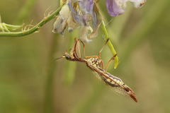 Paramantispa prolixa