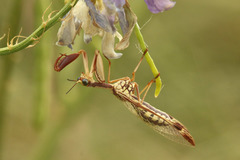 Paramantispa prolixa