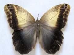 Caligo telamonius memnon
