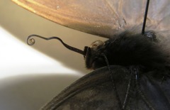 Caligo telamonius memnon