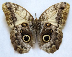 Caligo telamonius memnon