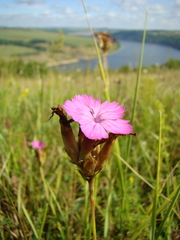 Dianthus membranaceus