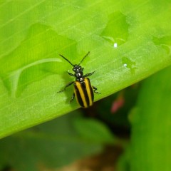 Lema confusa virgata
