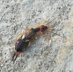 Forficula auricularia