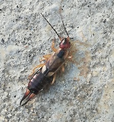 Forficula auricularia