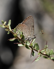 Paralucia pyrodiscus lucida