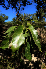 Quercus albocincta