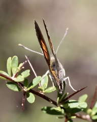 Paralucia pyrodiscus lucida