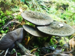 Pluteus perroseus