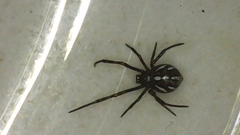 Latrodectus hesperus