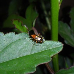 Horciasinus signoreti