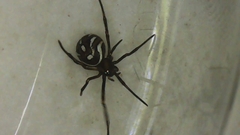 Latrodectus hesperus
