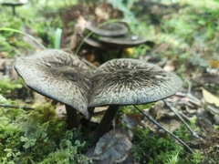Pluteus perroseus