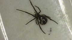 Latrodectus hesperus