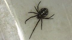Latrodectus hesperus
