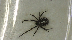 Latrodectus hesperus