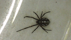 Latrodectus hesperus