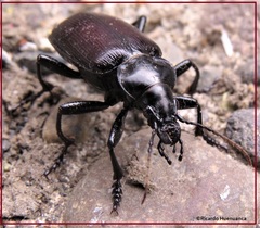 Calosoma vagans
