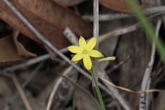 Tricoryne anceps