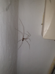 Pholcus phalangioides