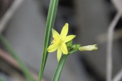 Tricoryne anceps