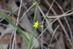 Tricoryne anceps