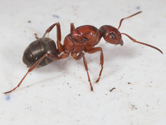 Formica sanguinea