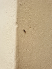 Opomyzoidea