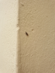 Opomyzoidea