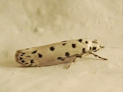 Ethmia julia