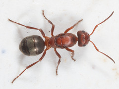 Formica sanguinea