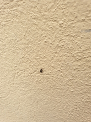 Coleoptera