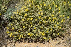 Helianthemum hirtum