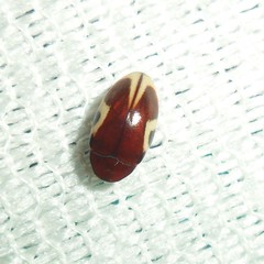 Chelonarium ornatum