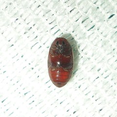Chelonarium ornatum